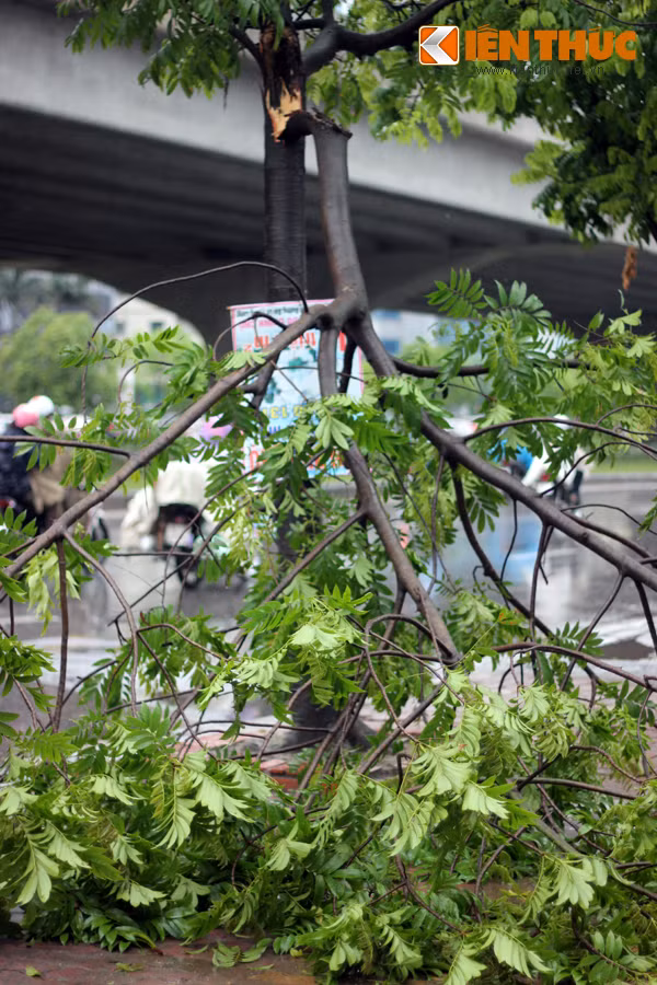 Cay xanh Ha Noi do guc sau tran mua to