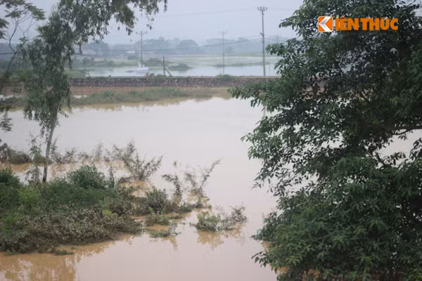 "Sáng nước dâng cao lắm! Đến 17h chiều nay nước mới rút đi một chút. Bên cạnh nhấn chìm các ruộng lúa đang chuẩn bị thu hoạch, nước lũ còn cuốn trôi nhiều lợn, trâu của người dân chúng tôi...", bà Nguyễn Thị Hoa, một người dân cho hay.