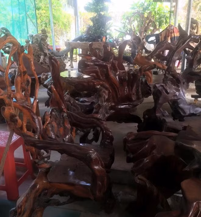 Khu vườn ở quê nhà Tây Ninh của Triều Dâng khá hoành tráng, rộng 200 m2 với nhiều đồ gỗ quý hiếm.