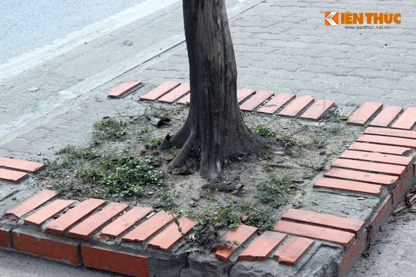 Một gốc cây khô trên đường Phạm Hùng.