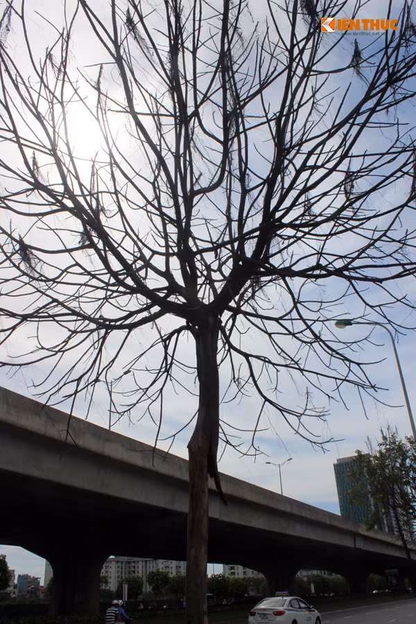 Nhiều người lo lắng, khi trời mưa to các cây chết rất dễ đổ và có thể gây nguy hiểm cho người đi đường bất cứ lúc nào.