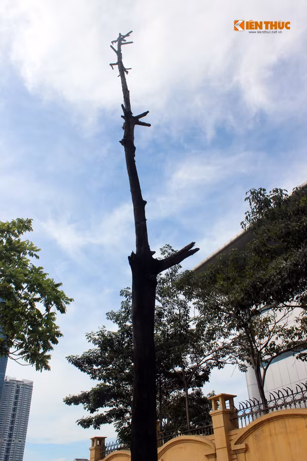 Cây bị chết chủ yếu là cây sấu.