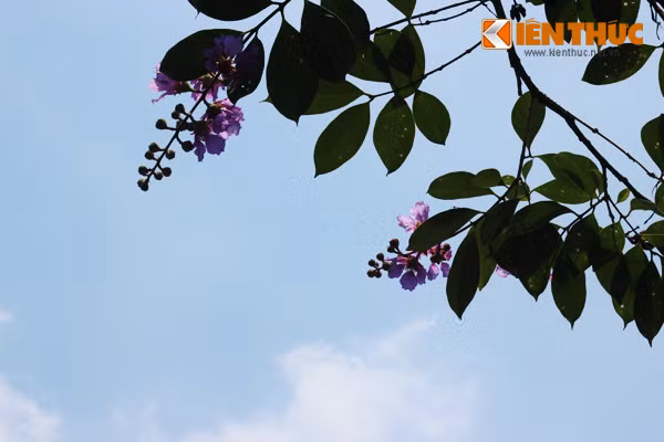 ... hay "vươn" mình lên cao để gọi mùa hạ về.