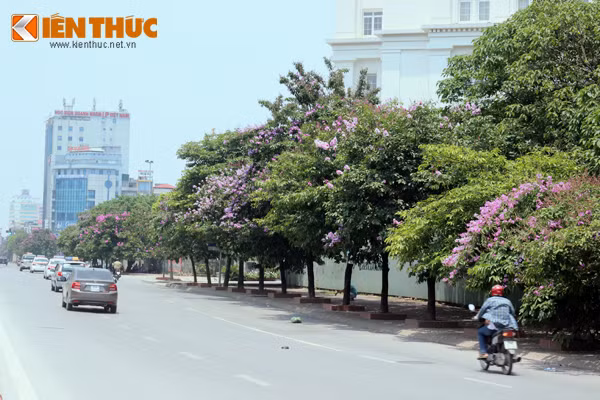 Đường Trần Thái Tông (Cầu Giấy) trở nên đẹp hơn với sắc tím bằng lăng trải dài.