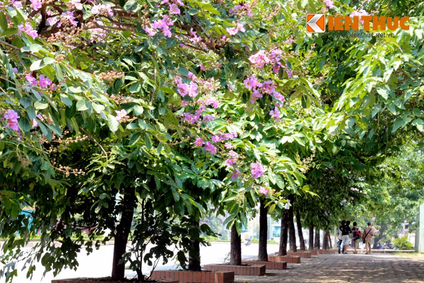 Bằng lăng nở báo hiệu cho các cô cậu học trò biết một mùa thi, mùa tan trường nữa lại đến khiến các em thổn thức và tiếc nuối những kỷ niệm bên mái trường, thầy cô, bạn bè.