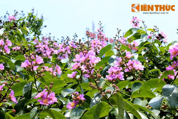 Những bông bằng lăng bung nở, dày đặc cùng nhau khoe màu tím giữa mây trời xanh biếc của Thủ đô.