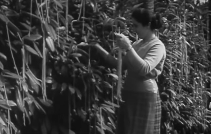 Vào ngày "Cá tháng Tư" năm 1957, BBC đã phát sóng một bản tin "lừa bịp" dài ba phút cho thấy một gia đình ở miền Nam Thụy Sĩ đang thu hoạch mì spaghetti từ một "cây mì spaghetti". Vào thời điểm đó, mì spaghetti tương đối xa lạ ở Anh, và một số người xem đã liên hệ với BBC để xin lời khuyên về cách trồng cây của riêng họ.