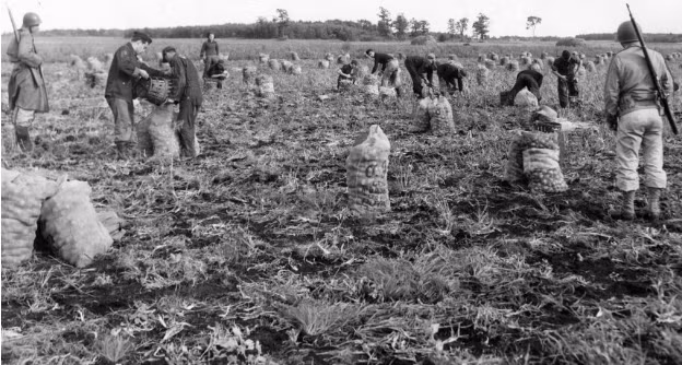 Tù binh Đức trong Thế chiến II làm việc tại một trang trại ở Iowa những năm 1940. Năm 1943, Mỹ phải đối mặt với tình trạng thiếu hụt lao động nghiêm trọng vì quá nhiều thanh niên ra trận. Vì vậy, chính phủ đã quyết định sử dụng các tù binh Đức bị giam giữ trong các trại khắp đất nước.