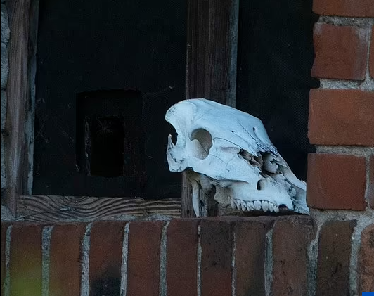 Một hộp sọ động vật được đặt trên khung cửa sổ của nhà kho nơi người phụ nữ bị giam giữ.