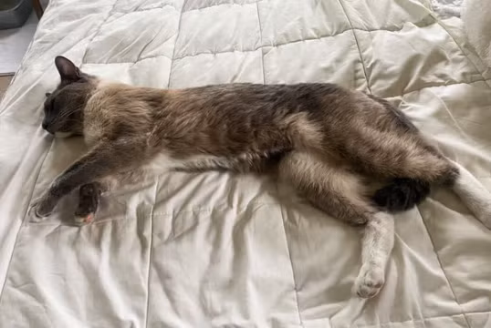 Chu vo oa khi gap lai meo cung di lac suot hai thang