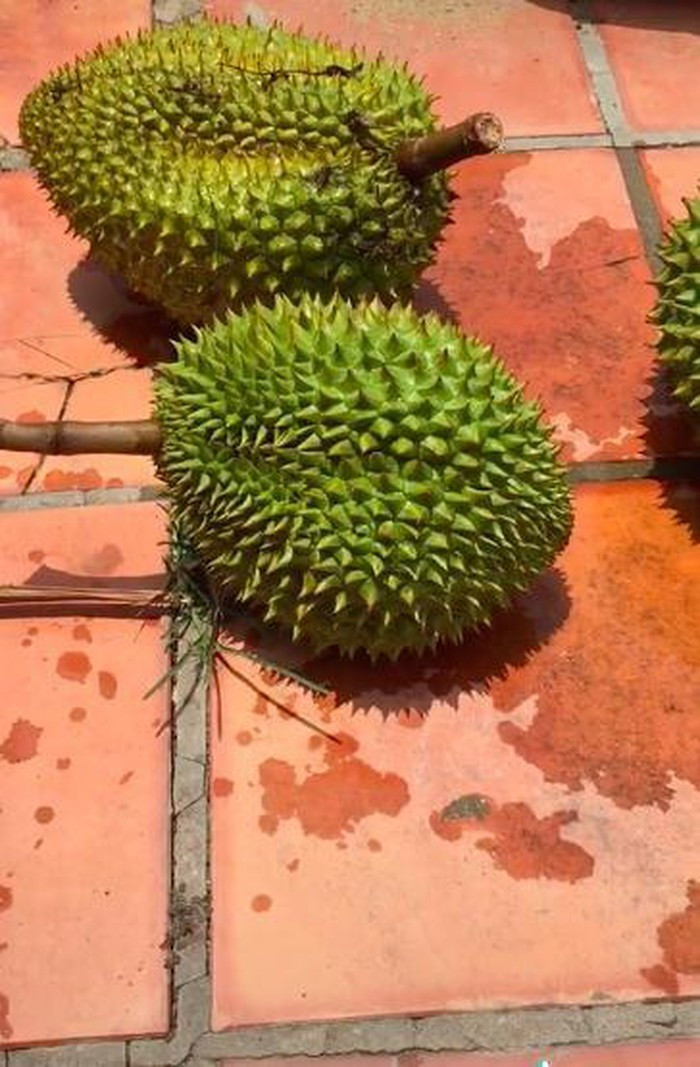 Xon xao sau rieng nhung thuoc dem di ban: 