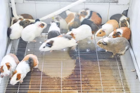 Doc nhat Viet Nam, nuoi 17 ngan con chuot, o chung cu, an banh quy