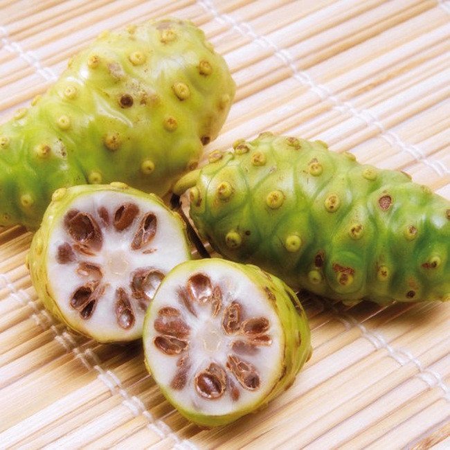 Trên thế giới, người Polynesia đã sử dụng quả nhàu trong y học dân gian truyền thống suốt hơn 2.000 năm qua.