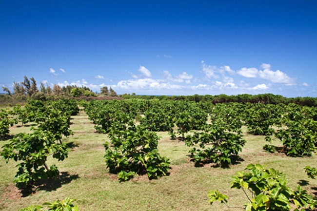 Đây là loại cây chịu được độ mặn và thời tiết hạn hán, thậm chí sống ở địa hình núi lửa, khe núi hay trên đá vôi.