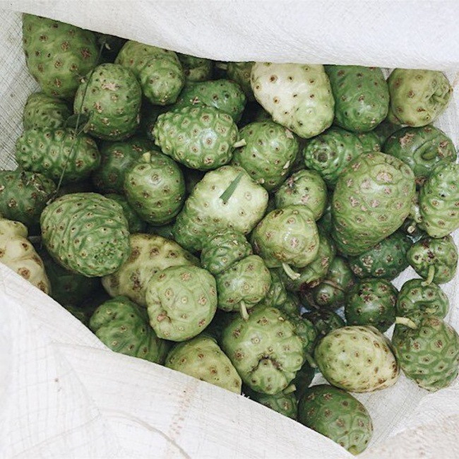 Trong quả nhàu có các loại vitamin, axit amin, Mg, Ca, K, Na... có tác dụng tốt với sức khỏe.