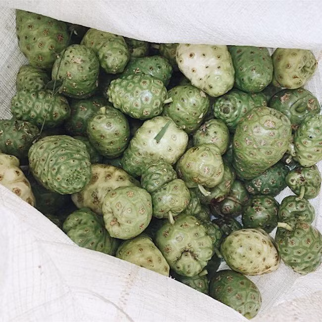 Trong quả nhàu có các loại vitamin, axit amin, Mg, Ca, K, Na... có tác dụng tốt với sức khỏe.