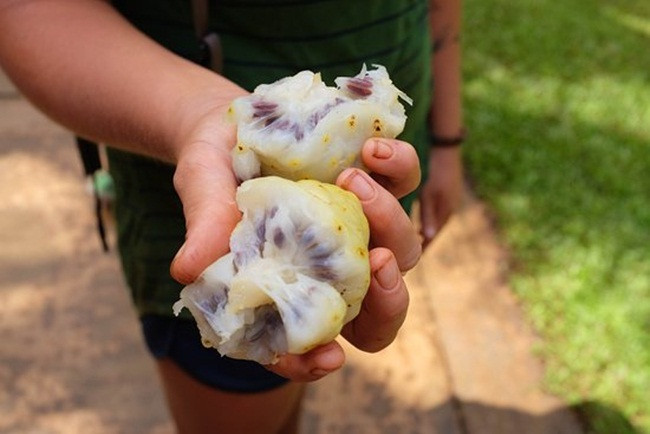 Quả chưa chín có màu xanh và mùi hăng. Còn quả chín có màu trắng vàng.