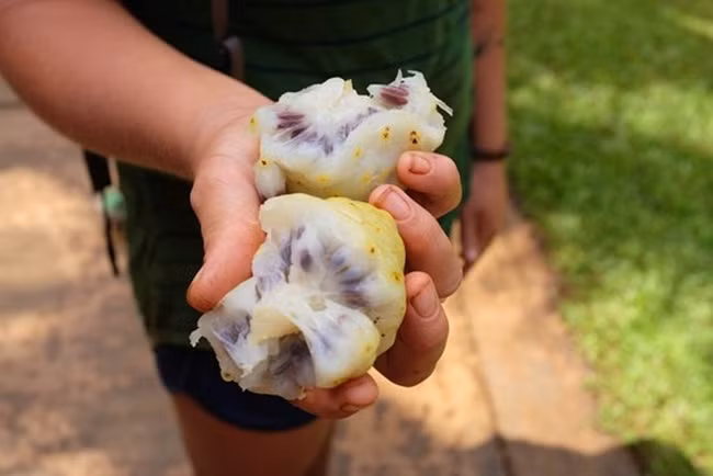 Quả chưa chín có màu xanh và mùi hăng. Còn quả chín có màu trắng vàng.