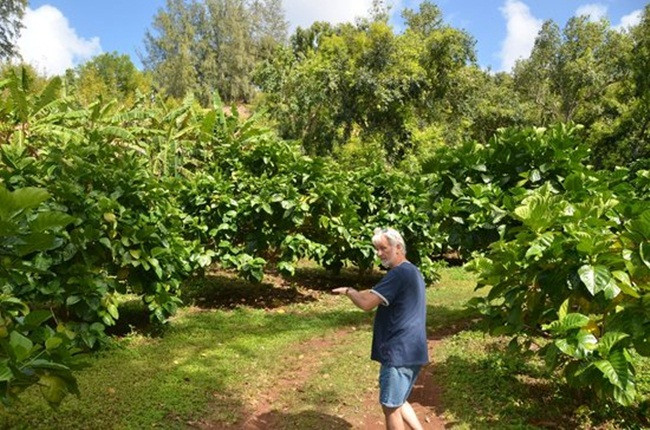 Cây có thể cao tới 9m, ra hoa và kết trái quanh năm.