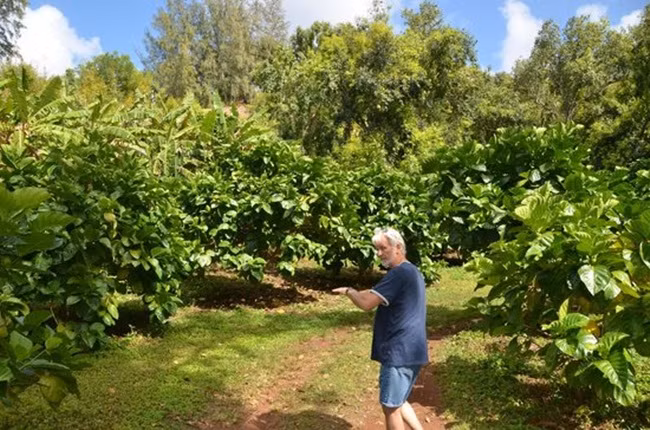 Cây có thể cao tới 9m, ra hoa và kết trái quanh năm.