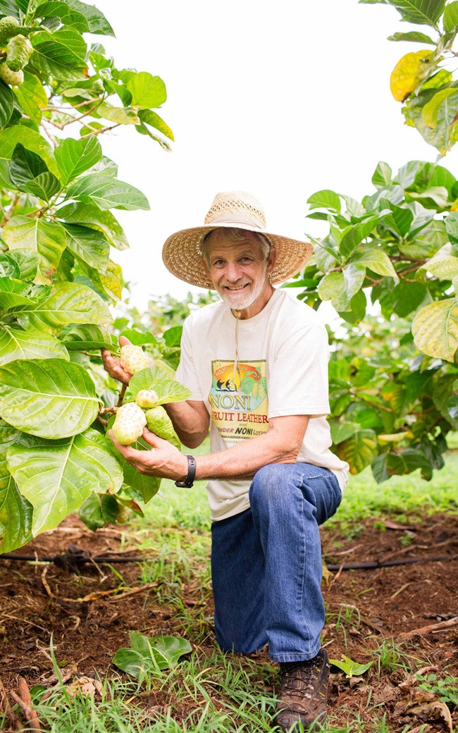Trên thế giới, người Polynesia đã sử dụng quả nhàu trong y học dân gian truyền thống suốt hơn 2.000 năm qua.