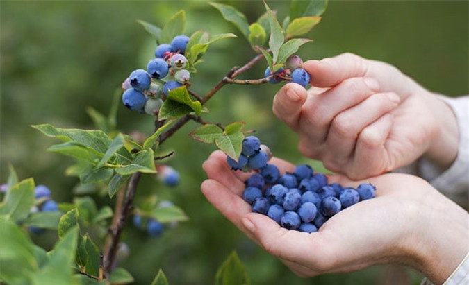 Quả việt quất: Việt quất không chỉ là thực phẩm tốt cho não, nó còn có nhiều chất chống oxy hóa giúp cho làn da khỏe mạnh. Quả Việt quất có thể tăng cường hệ miễn dịch của bạn, giúp giảm mỡ bụng và chống lại các gốc tự do, thậm chí còn chữa lành các tế bào não bị hư hỏng và giữ cho tâm trí của bạn minh mẫn hơn.