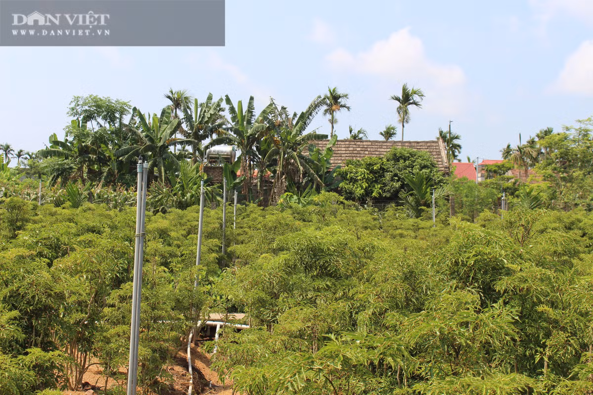 Thanh dai gia cua lang nho trong hang van cay dinh lang