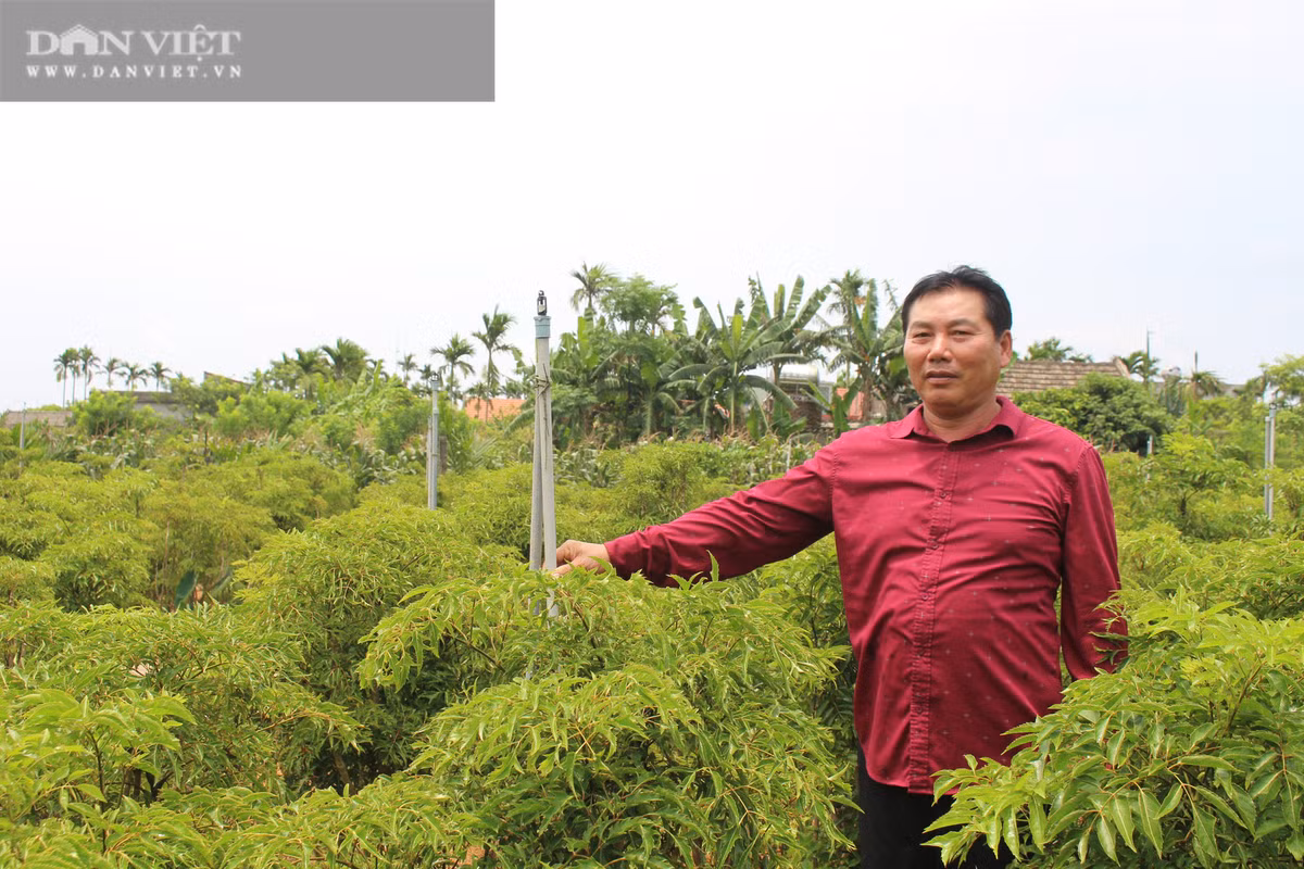 Thanh dai gia cua lang nho trong hang van cay dinh lang-Hinh-4