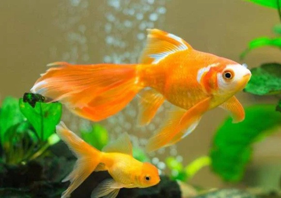 5 loai ca canh phong thuy giup gia chu phat tai, em am