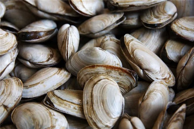 Động vật có vỏ có rất nhiều lợi ích cho sức khỏe, nhưng những người bị bệnh tim hoặc những người có cholesterol cao nên tránh.