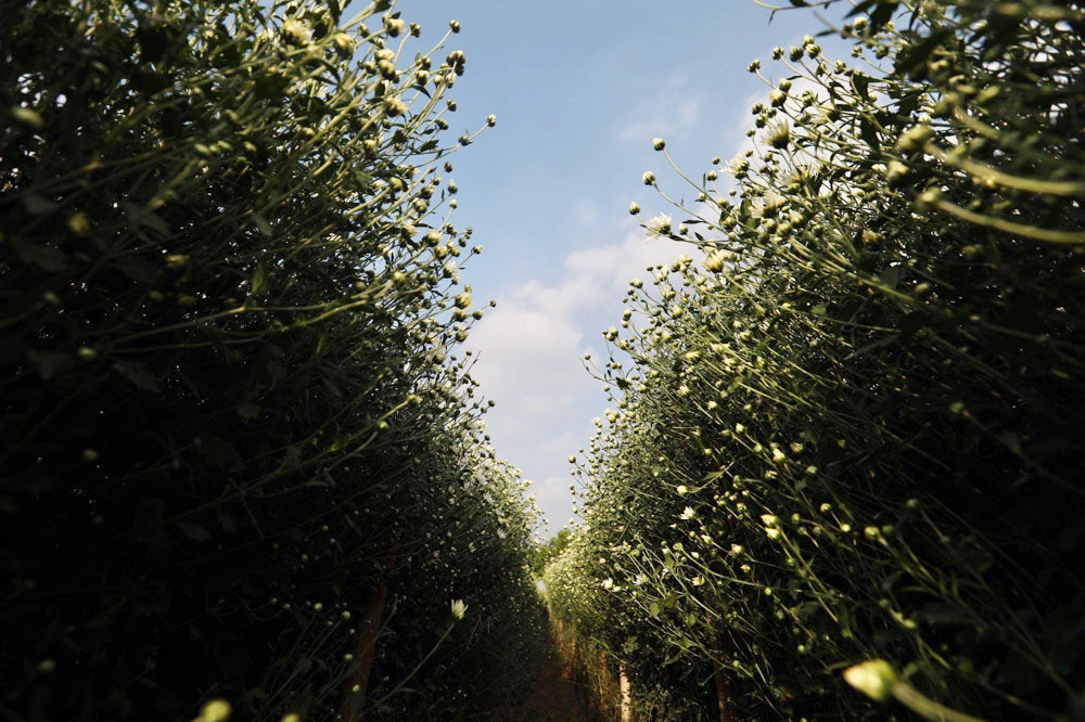 Chong ngoai tinh hat hui con, nhieu nam sau quay lai tranh gianh vi ly do khong ngo