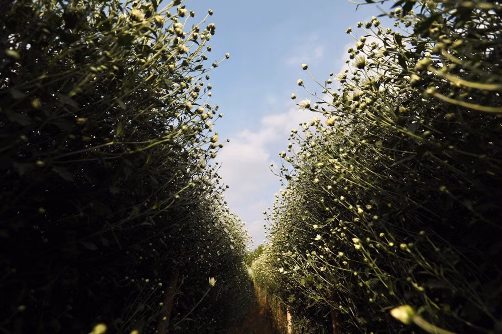 Chong ngoai tinh hat hui con, nhieu nam sau quay lai tranh gianh vi ly do khong ngo