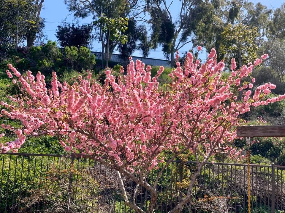 Nhà của nữ diễn viên Diệu Hương có khu vườn rất rộng trồng nhiều loại cây và hoa. Trong ảnh là cây hoa anh đào rực rỡ.