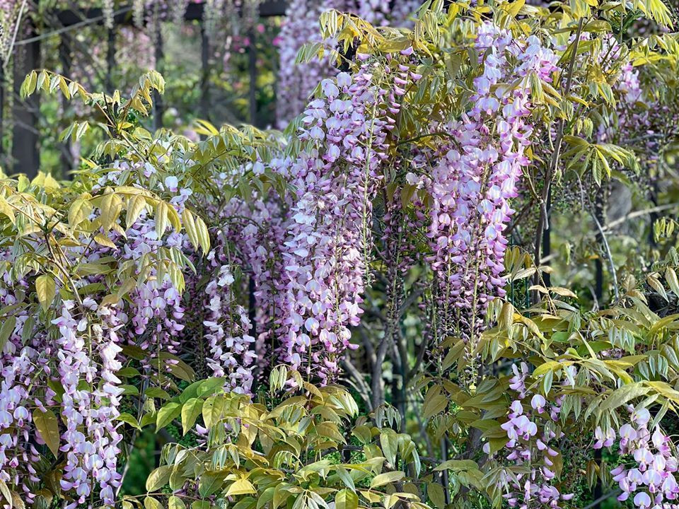 Góc hoa Tử đằng nở bung dưới nắng.