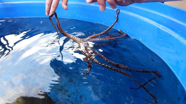 Điều kỳ lạ nữa ở loài bạch tuộc là con cái trải qua 7 tháng ấp trứng mà không cần ăn. Sau khi ấp trứng, bạch tuộc cái thường chết.