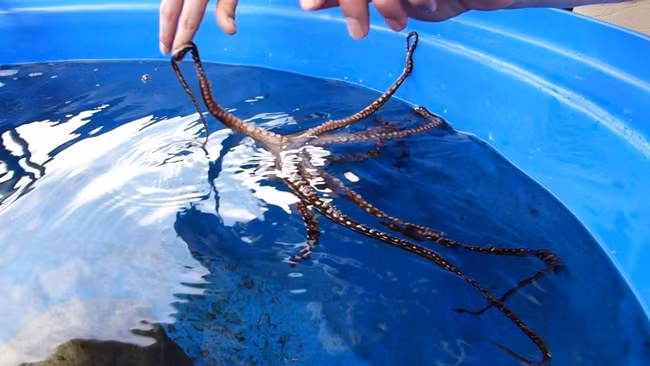 Điều kỳ lạ nữa ở loài bạch tuộc là con cái trải qua 7 tháng ấp trứng mà không cần ăn. Sau khi ấp trứng, bạch tuộc cái thường chết.