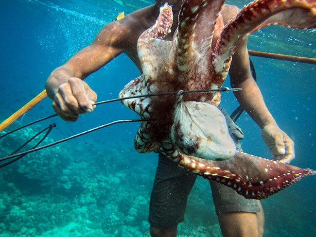 Điểm đặc biệt là máu của chúng màu xanh. Đây là một loại protein giàu đồng gọi là hemocyanin giúp cải thiện khả năng vận chuyển oxy.