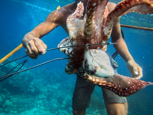 Điểm đặc biệt là máu của chúng màu xanh. Đây là một loại protein giàu đồng gọi là hemocyanin giúp cải thiện khả năng vận chuyển oxy.