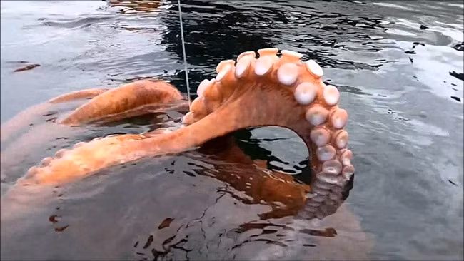 Bạch tuộc có giá bán trên thị trường khoảng 180.000 đồng -250.000 đồng/kg.