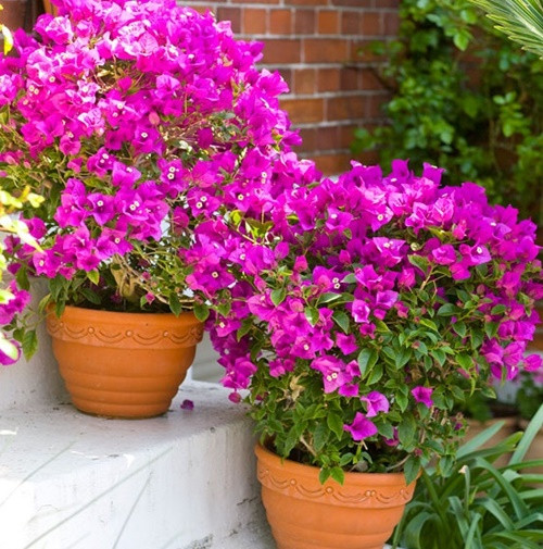 Hoa giấy không chỉ là một cây cảnh đẹp, dễ trồng mà còn mang ý nghĩa đoàn viên, may mắn. Với gia chủ mệnh Hỏa, trồng một cây hoa giấy trong nhà sẽ viên mãn vô cùng. Cây mang ý nghĩa gắn kết chặt chẽ các thành viên trong gia đình, mang lại sự gần gũi, bình yên, sung túc, may mắn. Thậm chí, cây còn giúp xua đuổi tà ma, đánh tan xui xẻo.