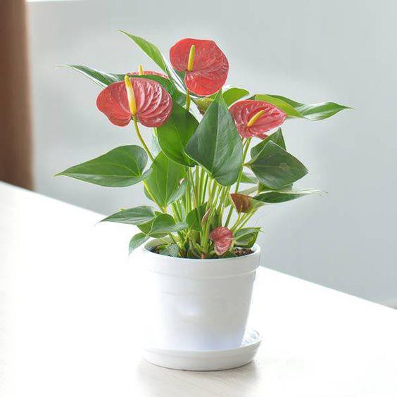 Hồng môn là một trong những loài cây cảnh hợp với người mệnh Hỏa nhất. Cây có lá màu hồng, thể hiện sự nhiệt tình, ấm áp và quyết đoán trong cuộc sống. Không chỉ vậy, cây còn mang lại nhiều may mắn, tài lộc và sự hưng thịnh vĩnh cửu cho gia chủ. Hồng môn là một loài cây cảnh nhỏ nhắn, thích hợp đặt ở bàn làm việc, giá sách, cửa sổ để tích tụ những tinh hoa của trời đất, tỏa ra vượng khí may mắn.