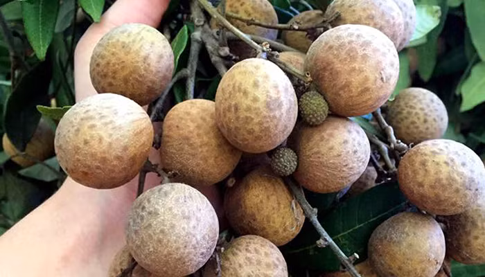 Bi quyet chon nhan long thom ngon ngot lim khong hoa chat