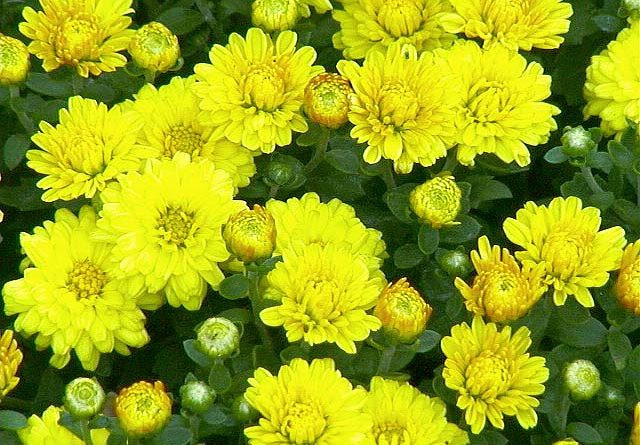 Hoa cúc vàng: Trong các loài hoa thì hoa cúc vàng thể hiện cho sự sung túc phú quý. Hoa cúc là một loài hoa thuộc hành Kim, tức là kim tiền nên nếu bạn cần tìm một loài hoa để cúng trên bàn thờ tổ tiên, hay thần tài thì hoa cúc để dâng cúng cầu tài lộc là lựa chọn đáng lưu tâm cho gia chủ. Hoa cúc giúp hút tài lộc vào nhà, tạo sự thuận lợi cho công việc làm ăn kinh doanh. 