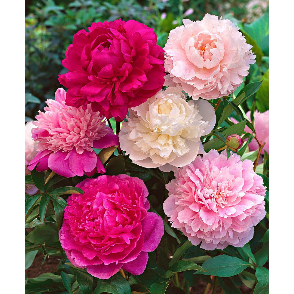 Nếu không có hoa này thì có thể sử dụng các loại hoa khác như hoa Hồng, hoa Cúc, hoa Đồng Tiền những loại hoa thiên về sự thanh tịnh, tài lộc, may mắn rất tốt cho thờ cúng Thần tài – thổ địa. 