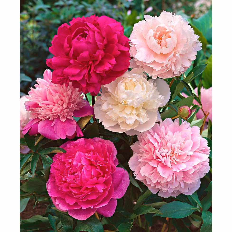 Nếu không có hoa này thì có thể sử dụng các loại hoa khác như hoa Hồng, hoa Cúc, hoa Đồng Tiền những loại hoa thiên về sự thanh tịnh, tài lộc, may mắn rất tốt cho thờ cúng Thần tài – thổ địa. 