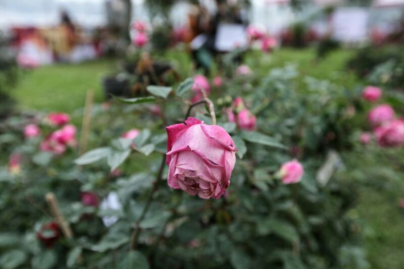 - Lọ hoa nên thường xuyên được thay nước, tránh nước để lâu ngày sinh ra bọ gậy, có mùi khó chịu. - Tránh để hoa héo, lá yếu. Nếu phạm phải một trong những sai lầm ở trên sẽ khiến công việc làm ăn của gia chủ lần lượt “đội nón ra đi”, mọi người trong gia đình, hoặc nhân viên trong doanh nghiệp liên tục thất bát, mọi việc không được như ý. 