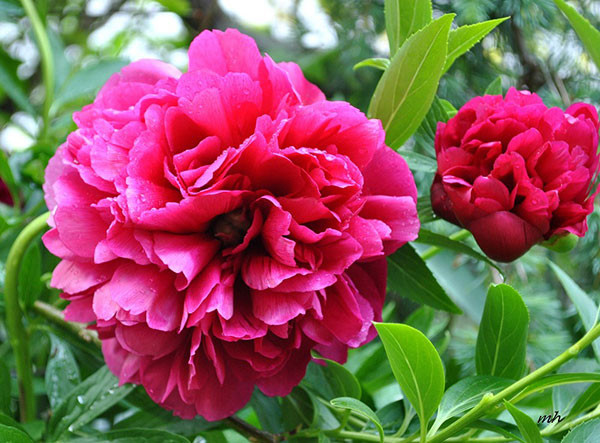 Hoa mẫu đơn: Đây là loại hoa biểu tượng cho sự thịnh vượng – phồn vinh – quý phái nên khi thờ hoa mẫu đơn trên bàn thờ Thần tài – thổ địa sẽ mang tới cho gia chủ thịnh vượng, hạnh phúc. 