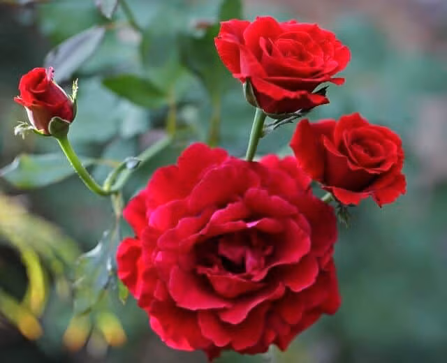 Chính vì vậy, nếu bạn cần tìm một loài hoa thắp hướng ông bà hoặc thần tài thì bạn có thể chọn hoa hồng đỏ giúp xua đuổi vận xui, giúp cho gia chủ hút tài lộc vào nhà. 