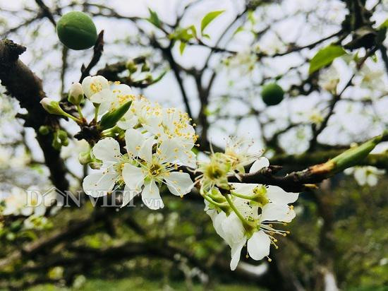 Về Cao Nguyên Mộc Châu thời điểm này, bạn sẽ được đắm chìm trong sắc hoa mận trắng tinh khôi. Dự kiến, hoa còn nở rộ cho đến Tết Nguyên đán. Khắp thung lũng Nà Ka phủ kín sắc trắng của những bông hoa mận, xinh xắn, cuốn hút những du khách yêu thích chụp hình, lưu lại kỷ niệm trong suốt hành trình.