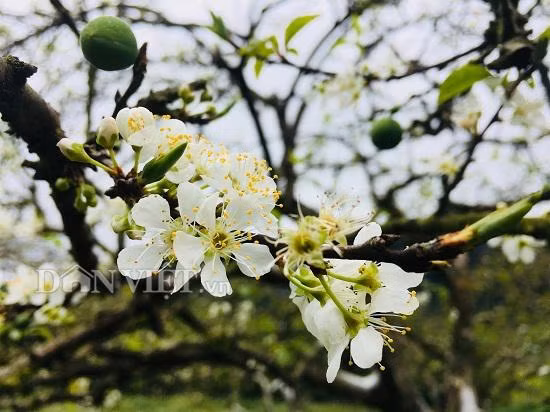 Về Cao Nguyên Mộc Châu thời điểm này, bạn sẽ được đắm chìm trong sắc hoa mận trắng tinh khôi. Dự kiến, hoa còn nở rộ cho đến Tết Nguyên đán. Khắp thung lũng Nà Ka phủ kín sắc trắng của những bông hoa mận, xinh xắn, cuốn hút những du khách yêu thích chụp hình, lưu lại kỷ niệm trong suốt hành trình.